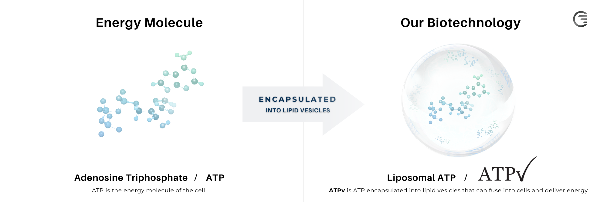 Graphic depicting how Energy Delivery Solutions biotechnology was created by encapsulating the energy molecule ATP into liposomes that can deliver ATP.