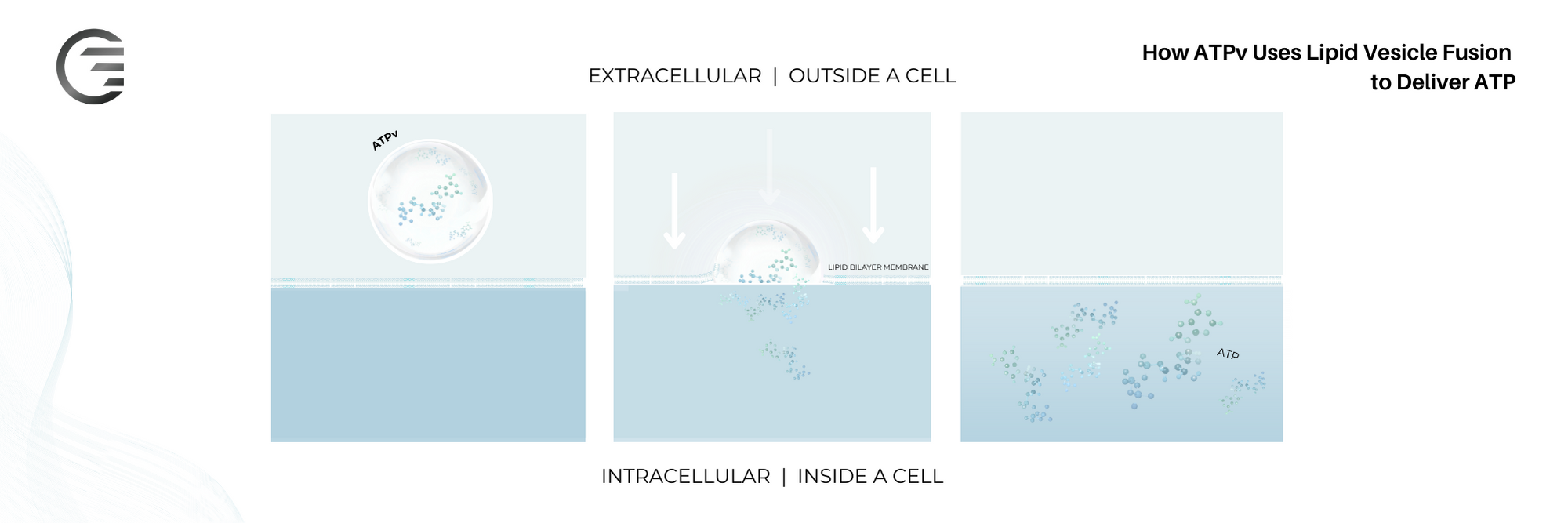 Graphic depicting how ATPv used lipid vesicle fusion to deliver ATP from extracellular space to intracellular space by lipid bilayer membrane fusion. This technology was developed by Energy Delivery Solutions founder Dr. William Ehringer.